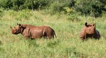 Black Rhino in Tsavo