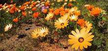 Wild Flower Tours of South Africa