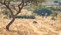 An aardvark crossing a sandy Kalahari track
