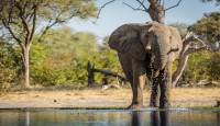 Elephant drinking in the Khwai River