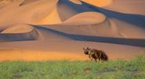 Brown hyena, Serra Cafema