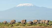 Amboseli Kenya