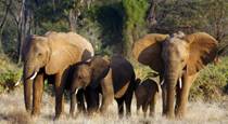 Elephants in Samburu