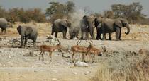 Etosha, Namibia