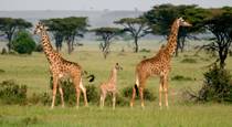 Serengeti in Tanzania
