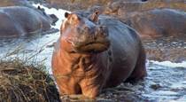 Hippo in Katavi National Park