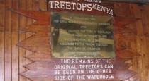 Treetops