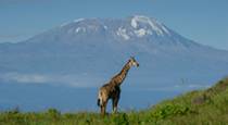 Our scheduled departure 7 Day Tanzania Safari visits the highlights at great value