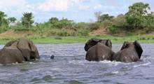 Elephants at Mana Pools