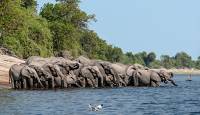 Elephants drinking, Chobe River