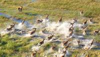 Lechwe, Okavango Delta