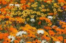 Wild Flowers of Namaqualand 