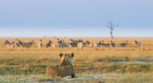 Enjoy a once in a lifetime 15 Day Luxury Safari to South Africa, Botswana & Zimbabwe