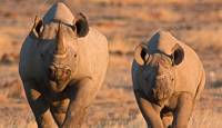 Etosha