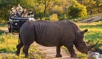 Game Drive, Kruger Park