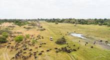 Buffalo from the air, near Xaxanaka