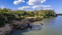 Elephants on the Save River