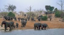 Elephants Chobe River