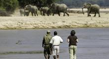 Walking Safaris in Zambia are unforgettable