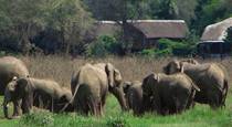 Lion Camp - South Luangwa National Park