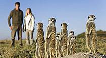 Meerkat encounter at Planet Baobab, Botswana