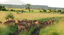 Morokolo Game Lodge