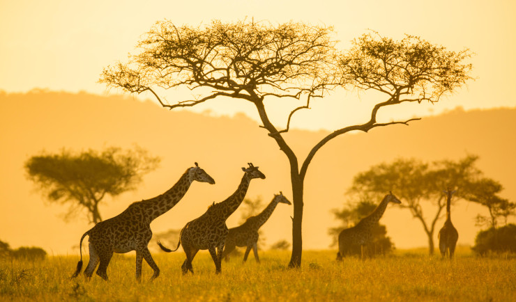 The landscape in the Serengeti National Park, Tanzania