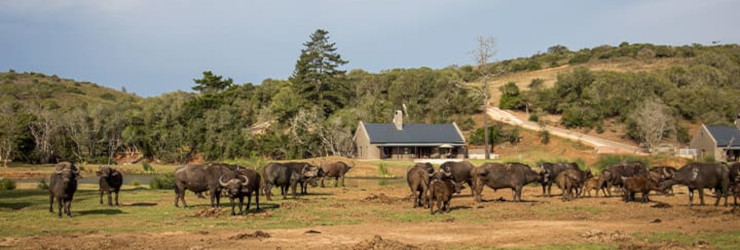  A herd of Buffalo in front of the lodge
