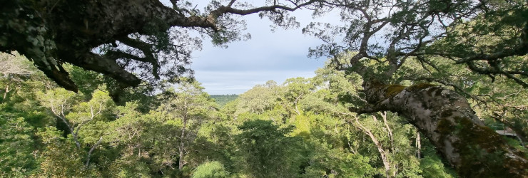 Views of the treetops in the Tsitsikamma Forest