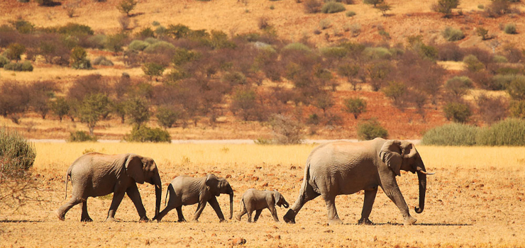 Desert adapted elephants, Namibia