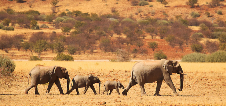 Elephants in Etosha