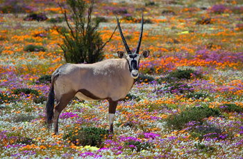 Oryx antelope, West Coast National Park, South Africa