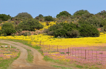 Wild Flowers of South Africa