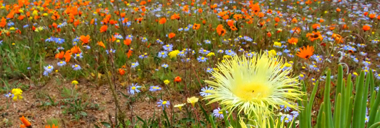 Wild Flowers, West Coast, South Africa