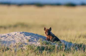 Brown hyena spotted on a game drive