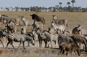 The annual Zebra Migration in Makgadikgadi National Park