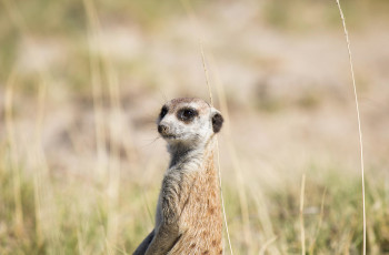 Meerkat sighting on safari