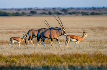 Oryx and Springbok in the Kalahari