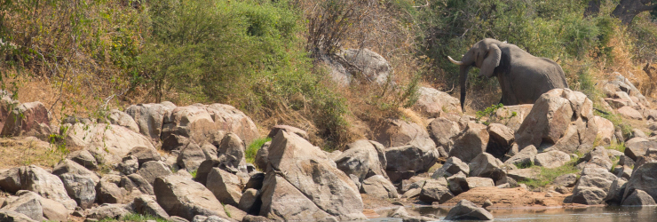 Elephant climbing the banks of the Ruaha River, Tanzania