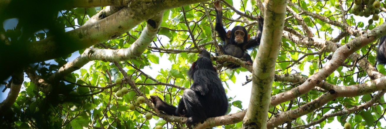 Chimpanzees, Rwanda, Africa
