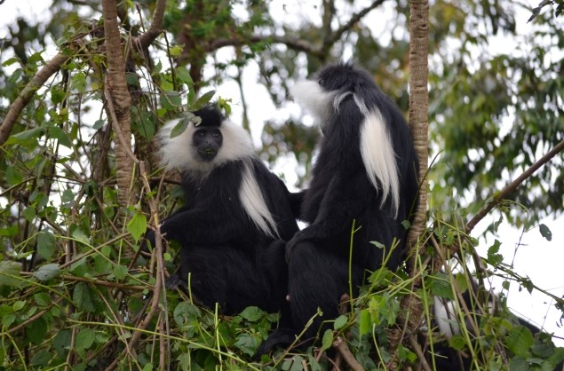 Colobus Monkeys are also seen in Rwanda