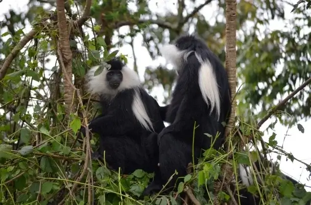 Colobus Monkeys are also seen in Rwanda