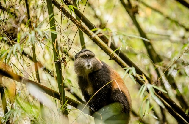 The endeminc Golden Monkey, Rwanda