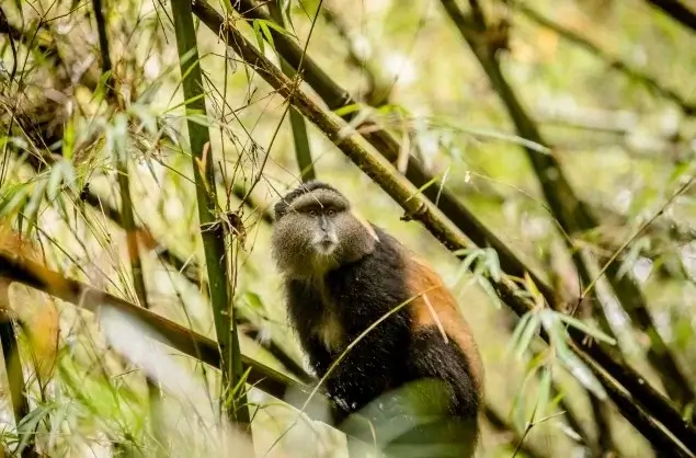The endeminc Golden Monkey, Rwanda
