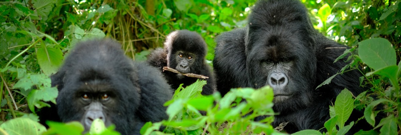 Mountain gorillas, Rwanda, Africa