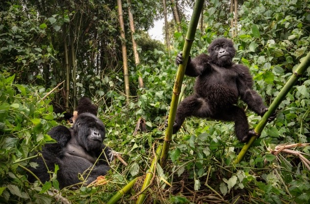 Young gorillas observed on foot, Rwanda