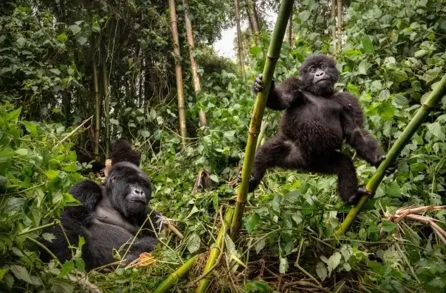 Young gorillas observed on foot, Rwanda