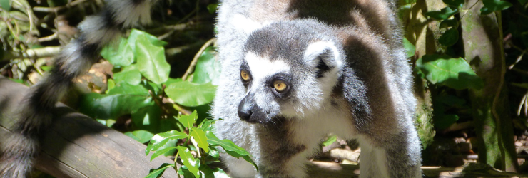 Ring-tailed lemurs on your animal encounter tour