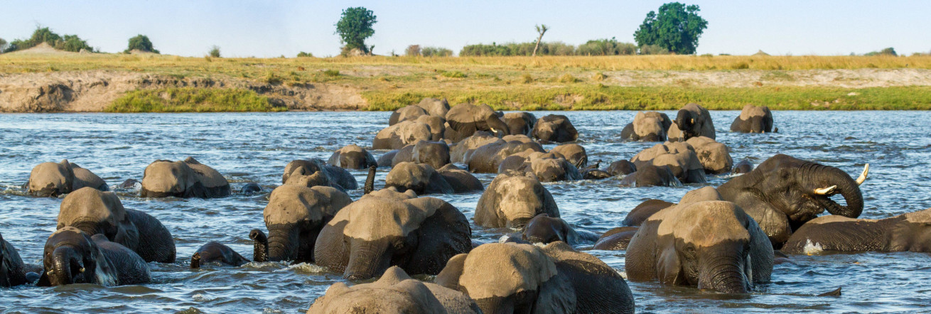 Elephants in the Chobe River, Chobe Game Lodge