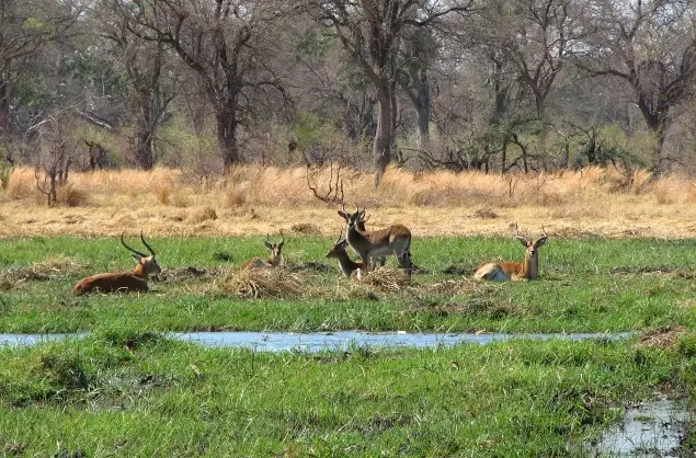 Letchwe on the banks of the Khwai River